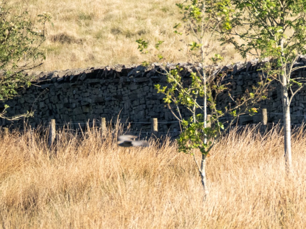 Helmshore: A Cuckoo&nbsp;Calling