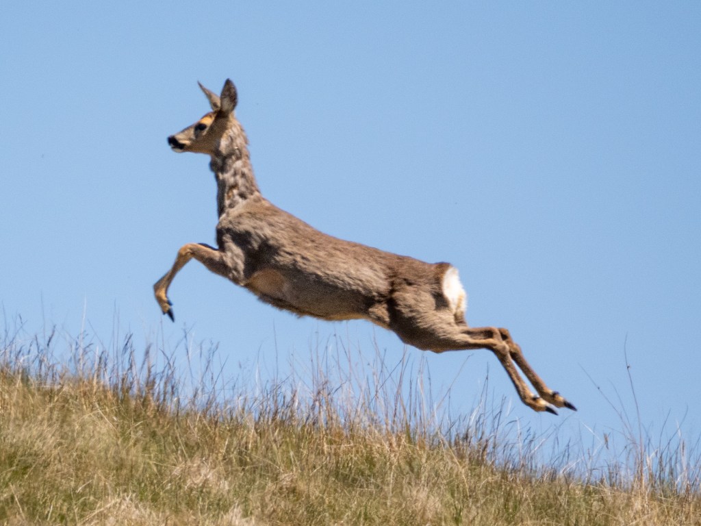 Helmshore; Bugs, butterflies and bucks!