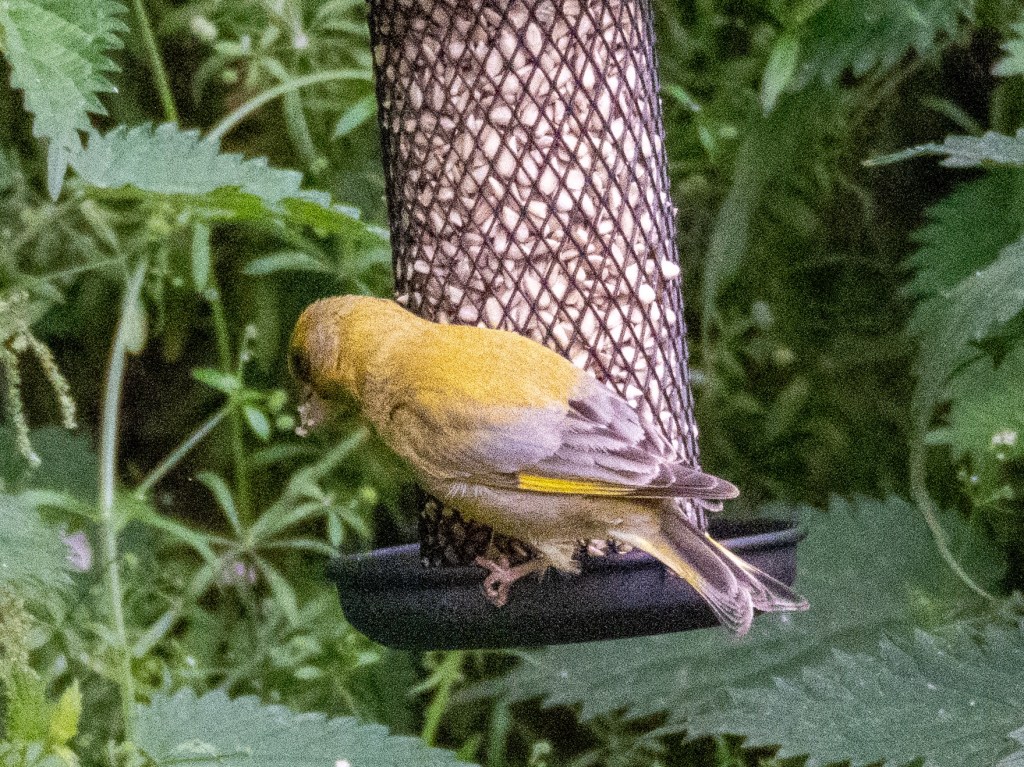 Helmshore: Cool breezes and new avian&nbsp;visitors
