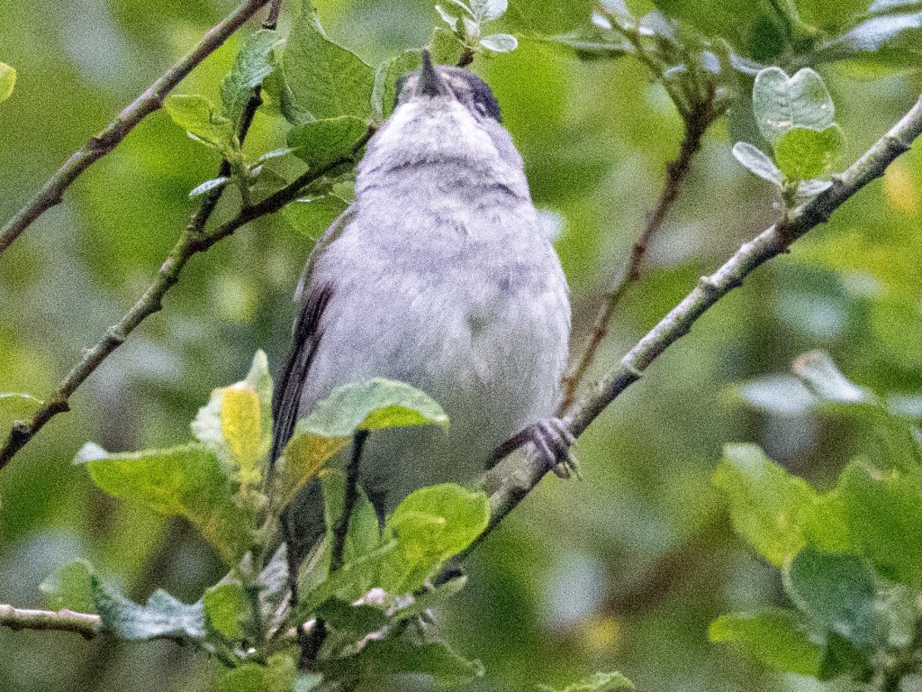 Helmshore; Valley Voices