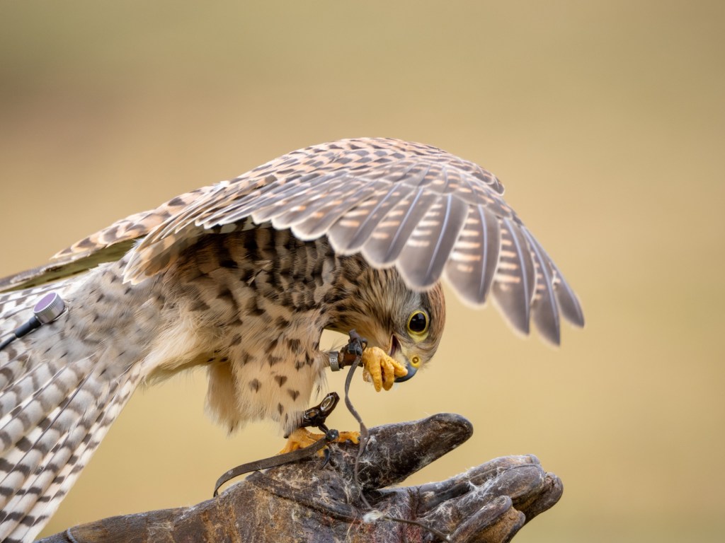 Helmsley; Birds of&nbsp;Prey