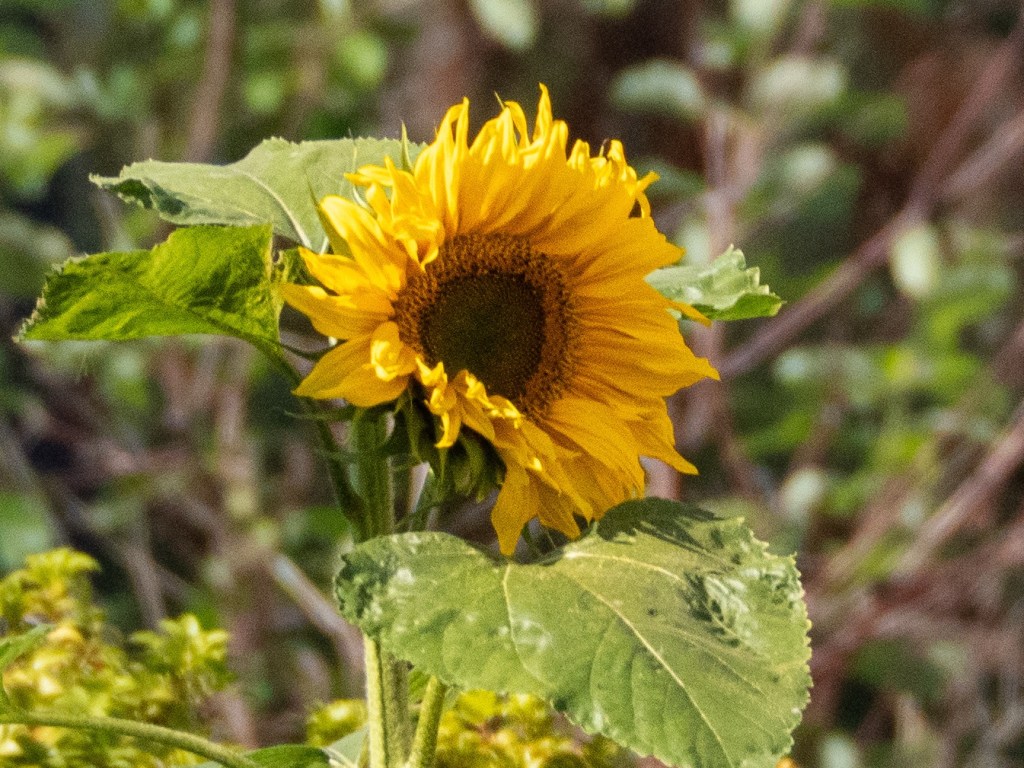 Helmshore: August Bank holiday weekend