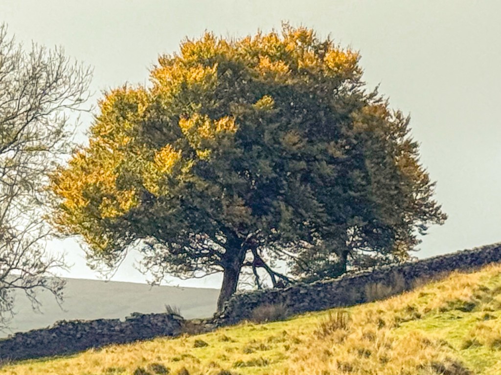 Helmshore: Birds, Walls, and a Pocket Full of&nbsp;Clothes