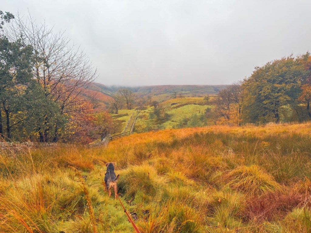 Helmshore; October Glow