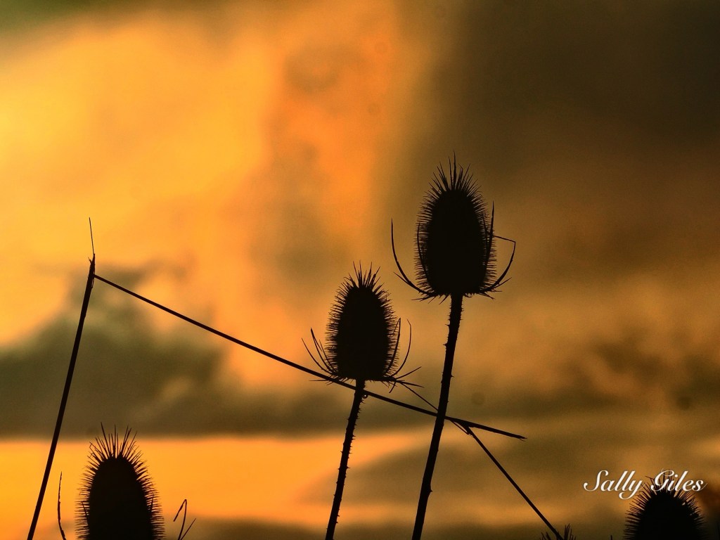 Helmshore: Teasels, Twilight and the Turning&nbsp;Year