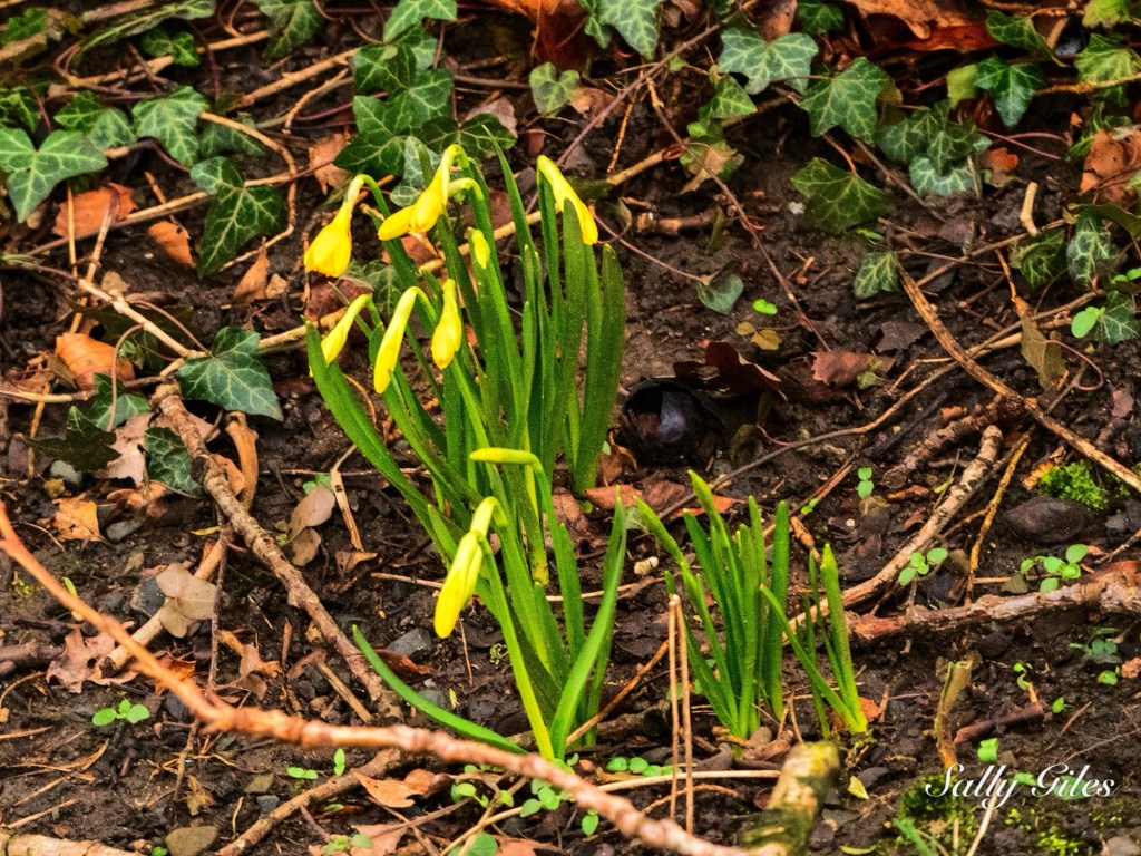 Helmshore: Between Snowflakes and Sunday&nbsp;lunch