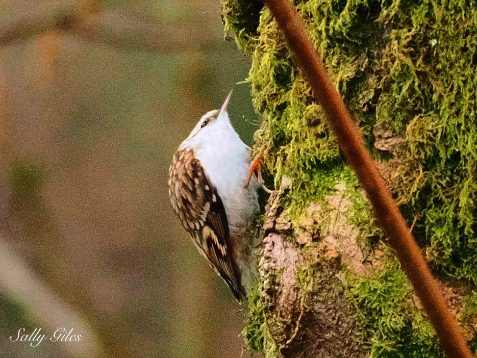 Helmshore: Almost Human