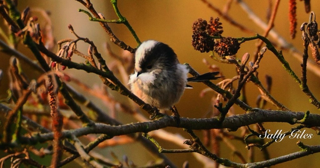 Helmshore: Old paths, Restless&nbsp;Skies