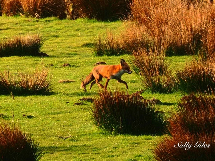 Helmshore: Order and Birds of&nbsp;Spring