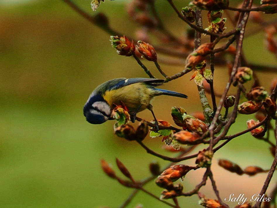 Helmshore: The Turning of the&nbsp;Week