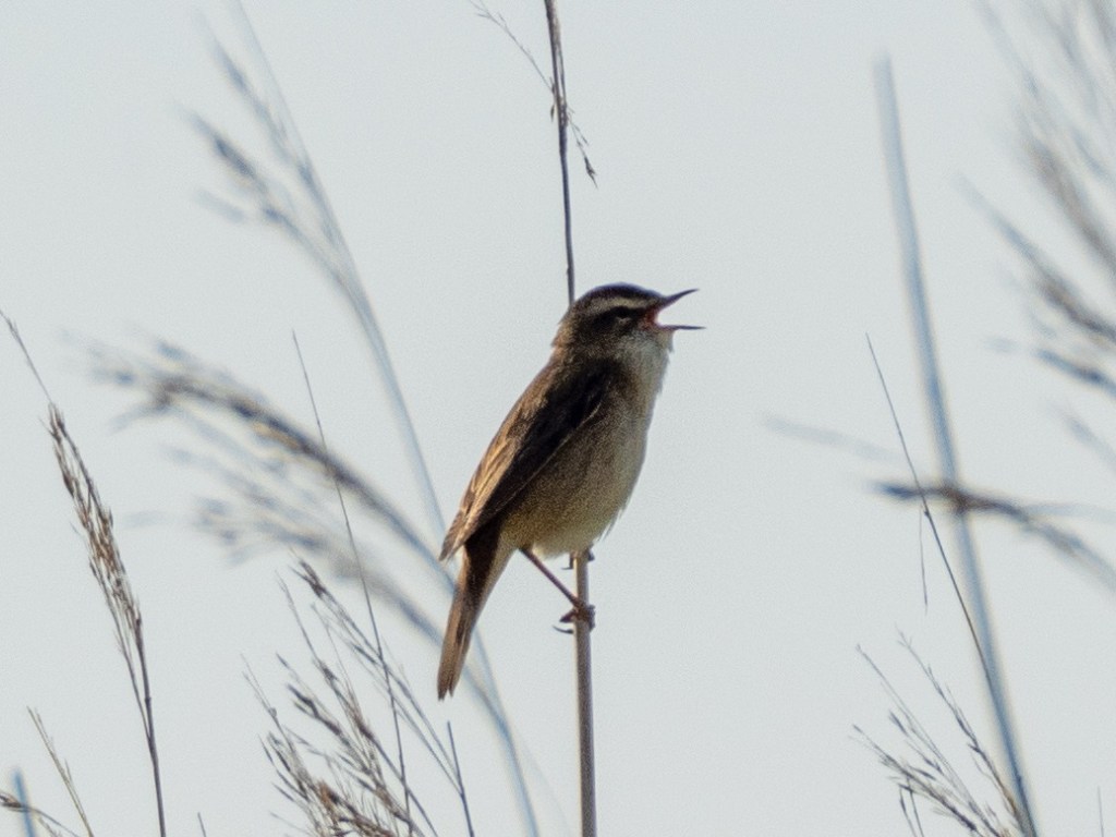 Newport: Morning at the&nbsp;wetlands