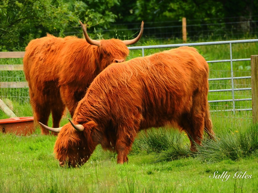 Scotland Road Trip — Part Three: Loch&nbsp;Lomond