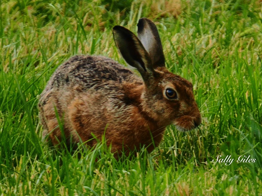 Lancaster: Tides and&nbsp;Hares